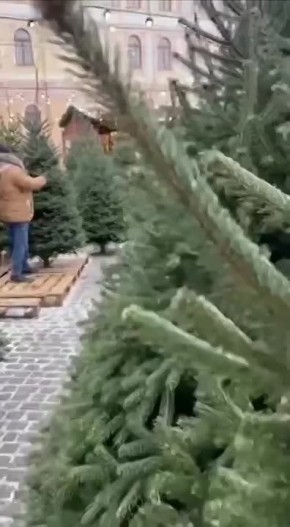 Зеленая красавица обойдётся дончанам от 2 тыс