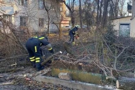 В Ростове из-за сильного ветра упали девять деревьев
