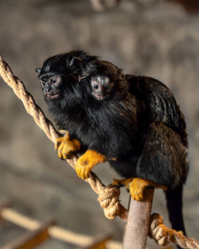 �������������� ������. ���� ����� ��������� ��������, ������� �������� ������� ��������: ��������� ����������� ������ �������� ����� ���������