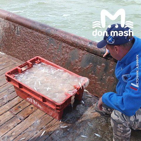 Медузы захватили Азовское море