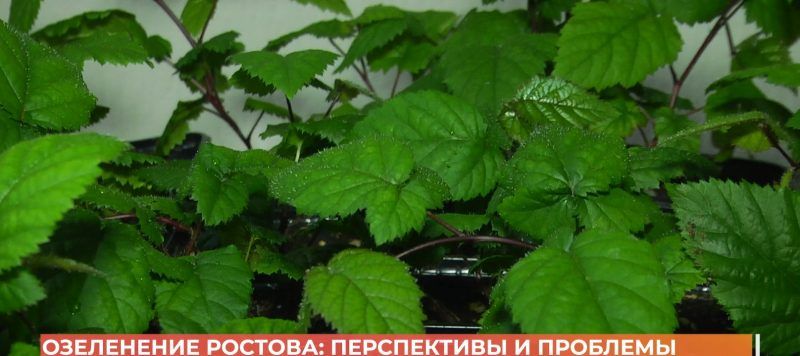 ����������� ���������� ������� ����������� � ������������ ����