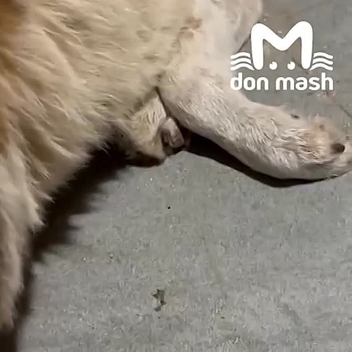 ϸ� ������, �������� �� �-4, �� �����