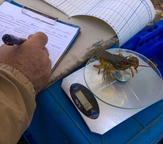 В водоемах Ростовской области провели исследования запасов раков