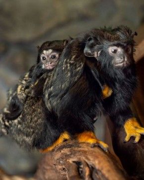 Ищем имя тамаринам!. Малыши у пары красноруких тамаринов появились на свет в парке «Лога» в начале ноября