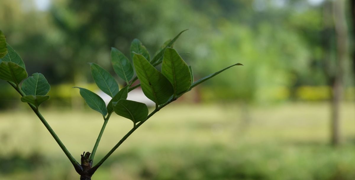 Ученые Ботанического сада ЮФУ разработали дендро-проект для парка «Дружба»