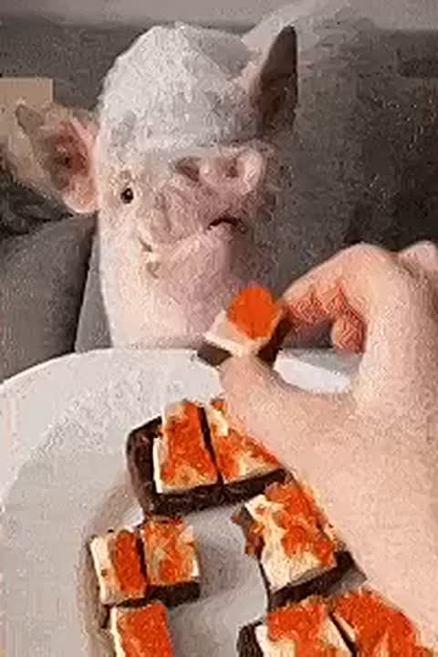 Просят предоплату, а после исчезают: Россиян предупредили о схемах аферистов с красной икрой перед Новым годом