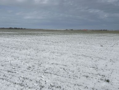 Вячеслав Василенко оценил состояние озимых культур в Ремонтненском районе