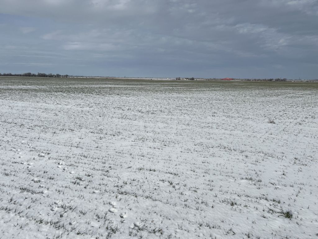 Вячеслав Василенко оценил состояние озимых культур в Ремонтненском районе