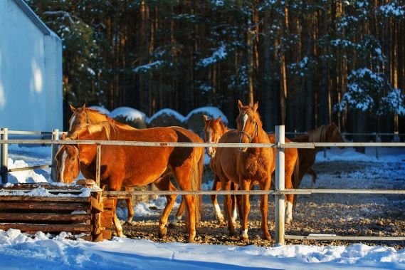 �����-���������� �.�. �������� ��������� ���� � ����������� �������� ���������� �������� � ������� ¸�������