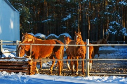 Музей-заповедник М.А. Шолохова пригласил ярко и незабываемо провести новогодние каникулы в станице Вёшенской