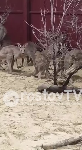 20 кенгуру привезли в парк «Малинки» из австралийского парка в Израиле