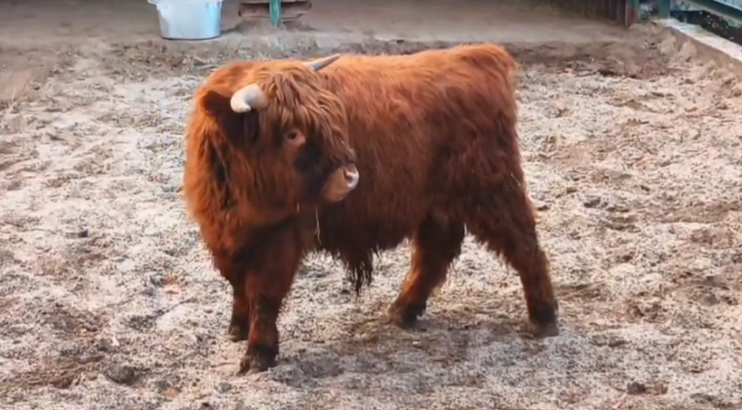 В Ростовском-на-Дону зоопарке новый питомец – шотландская корова Хайленд