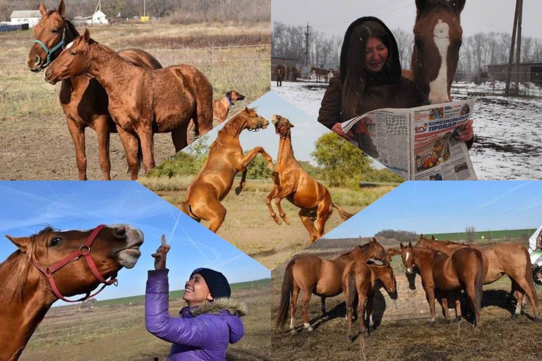 Уникальный шанс провести начало Нового года с символом 2026