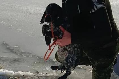 На водоеме в Шолоховском районе спасли спаниеля