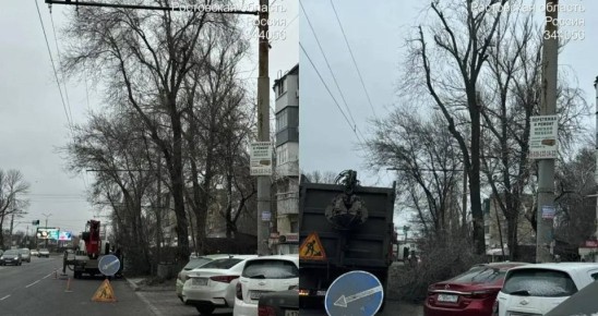 В Ростове проводятся работы по обрезке и валке аварийных деревьев