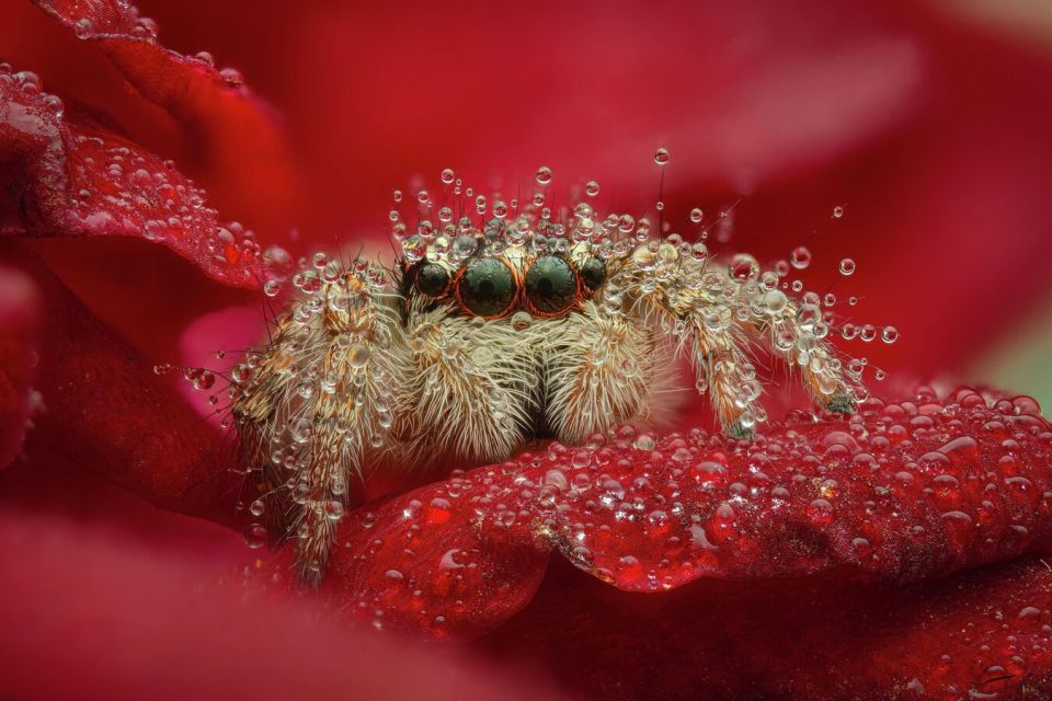 ������� ��� �����������: � ��� �������� ������ ����� �����, ������ � ������