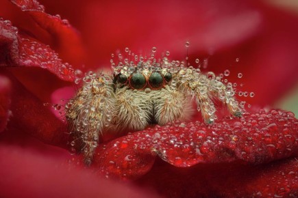 ������� ��� �����������: � ��� �������� ������ ����� �����, ������ � ������