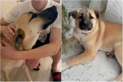 Основательница ростовского зооприюта Алена Кравцова подозревает 19-летнего парня в убийстве взятой им собаки по кличке Вася