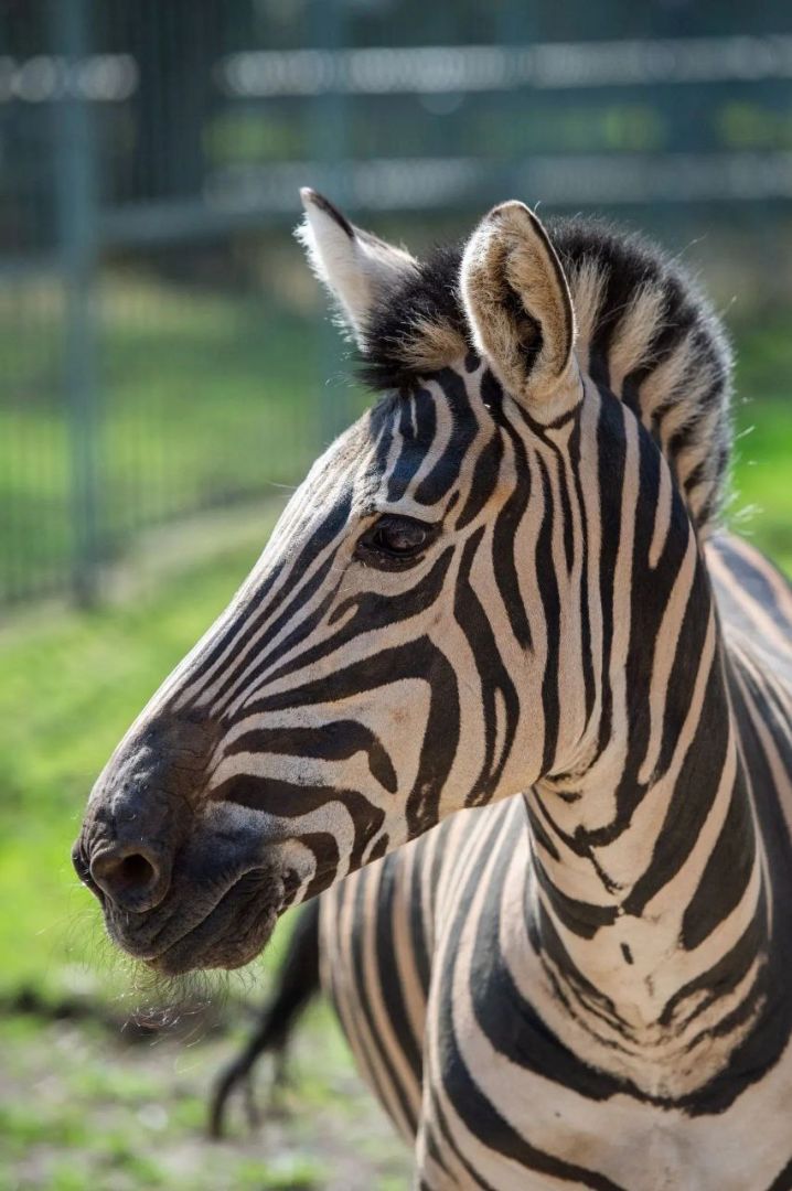 Зебра Фифа из Ростовского зоопарка отметила день рождения