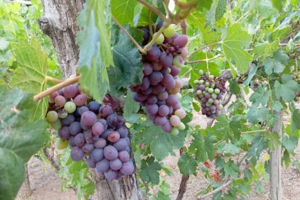 ����� ���� ���� ����� � ������ � ������ �������� ���� ������-2025�