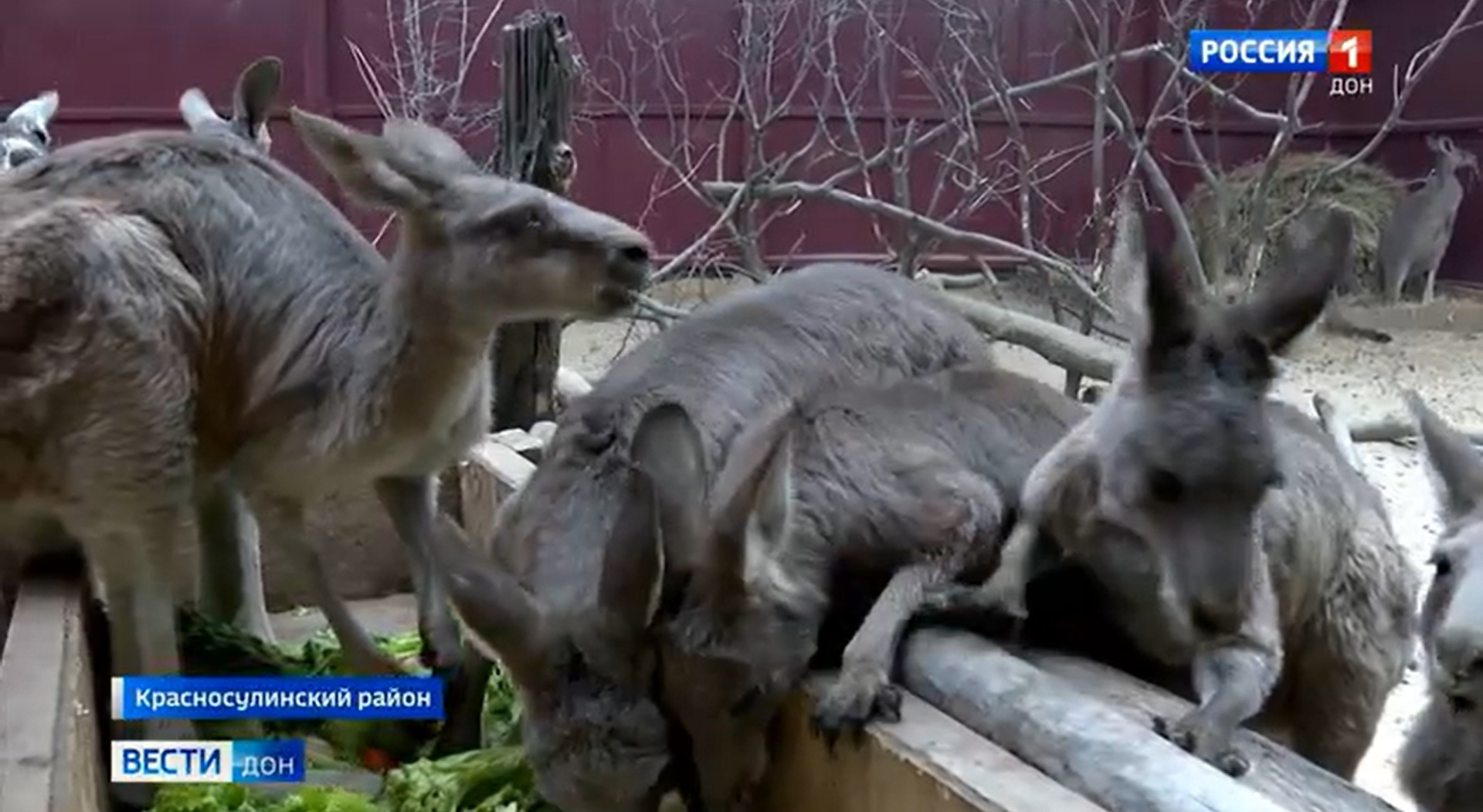 Австралийское гостеприимство на Дону: кенгуру в парке «Малинки» уже угощаются с рук