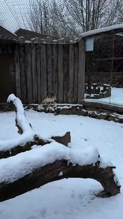 Пока Ростовскую область заметает снегом, в «Малинках» сегодня случилось маленькое чудо