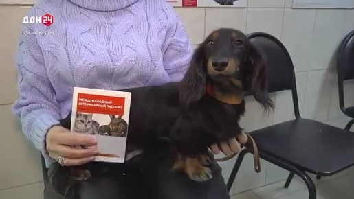 Чипированный друг: комитет Госдумы поддержал законопроект об обязательной маркировке животных