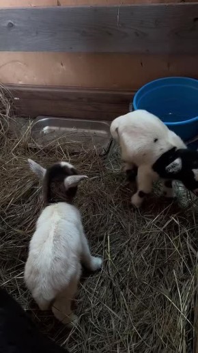 � �����-���� �������� �� ������ baby-���, � ��������� ������� �����