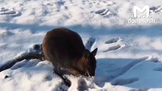 У вас остался один день, чтобы вдовль наиграться в снежки, покататься на ватрушках и сделать фото города в сугробах