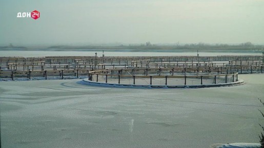 Донская черная икра