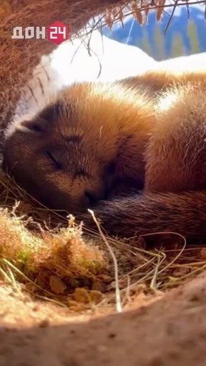 ������� ����, ������, ������� ������: ����� ������ ��� ������ �������?