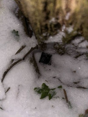 ����������� �������� �� �������: ����������� ��������� � ������ ������������� � ���������� ������������ ����������