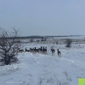 � ���������� ������� � ������������ ����� �������� �������� 50 ������ ����������� ����