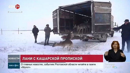 50 ланей выпустили в охотничьи угодья Ростовской области