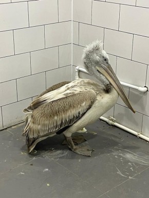 Спасенный изо льда в Таганрогском заливе пеликан был выпущен на озеро Крылатых