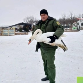 Еще один лебедь спасен и попал в добрые руки