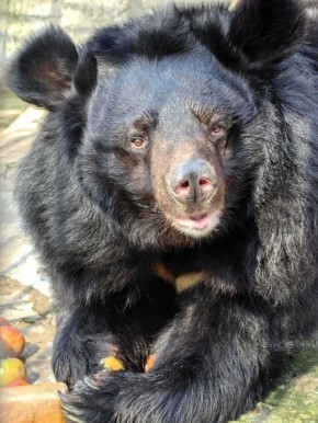 ����������� ��������� �� ����������� �������� �������� ���� 18-�����