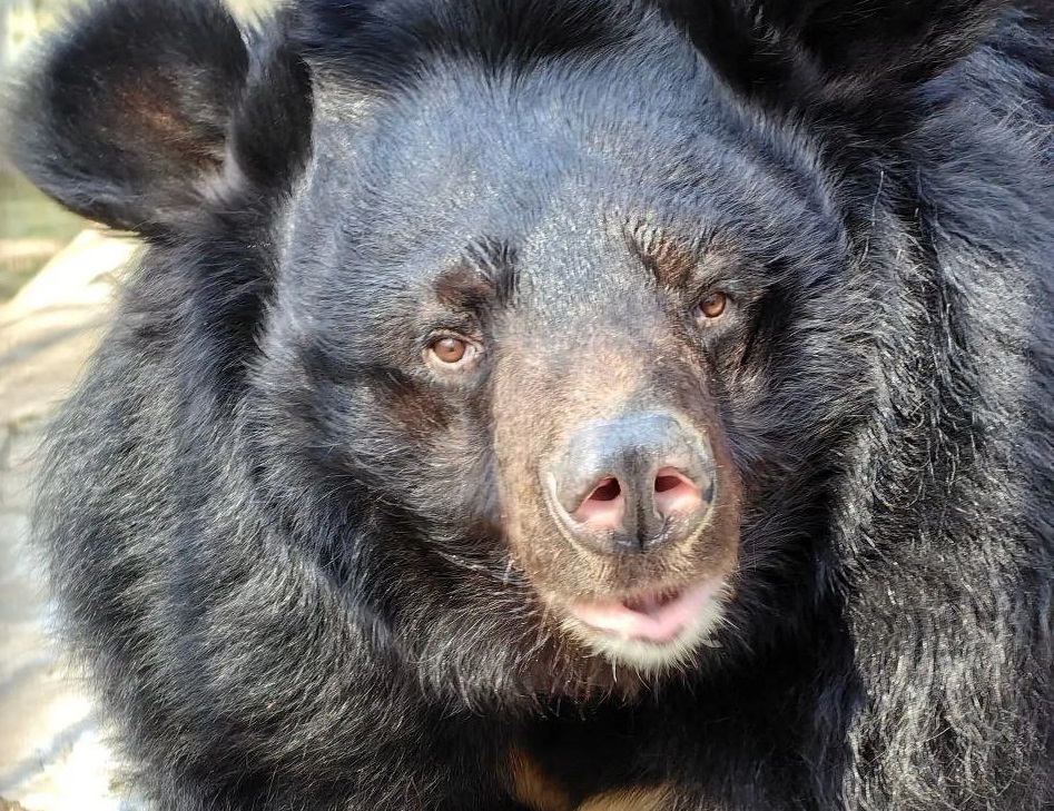 Гималайской медведице Урсуле из ростовского зоопарка исполнилось 18 лет