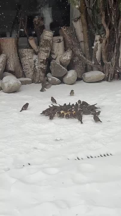 ������ ����� �� ������� ��� �� �������: � ������ ������� �������� ���� � ���� � ����������� ����������� �������� ���������� ������������� ����