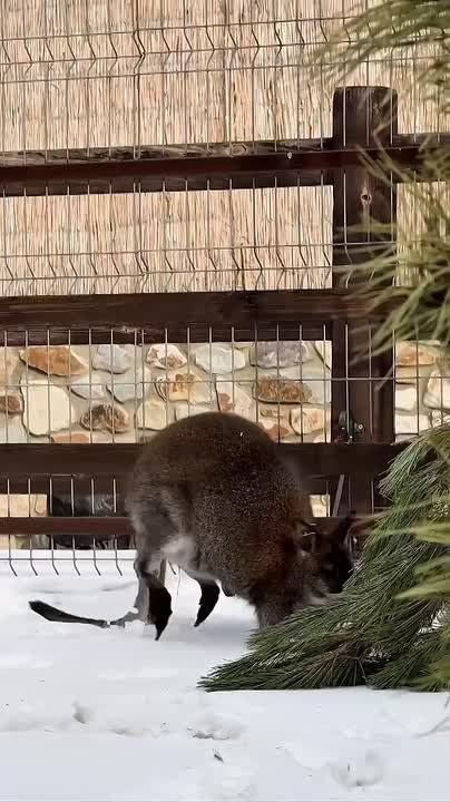 ���������� ����� ����������� �� ������� �����: ������� ���������, �� ����������, � ������ - �� ���� � ���������