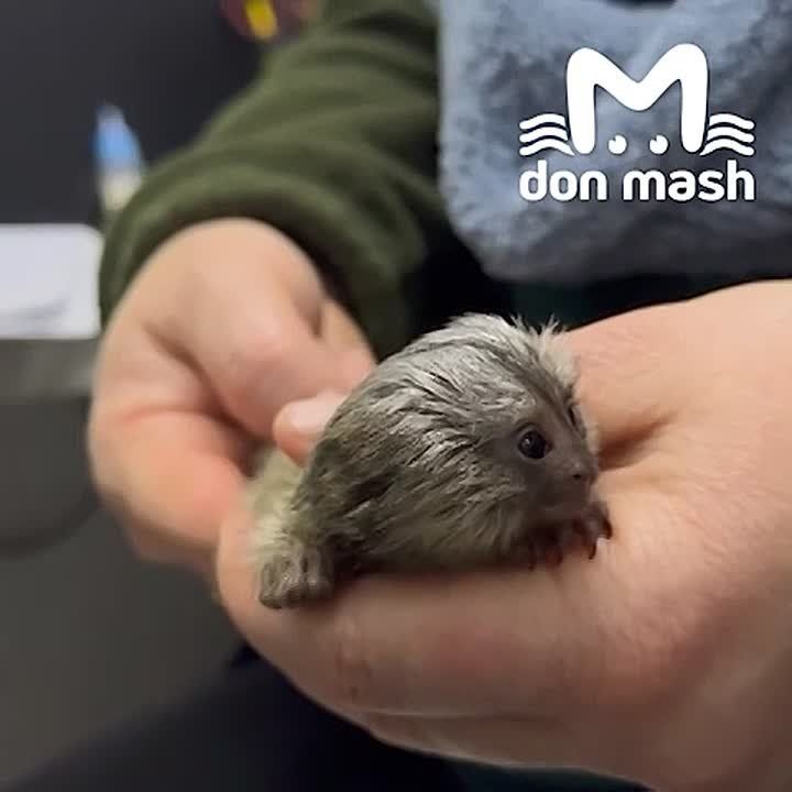 ��-������, � ���� �����. ��-������, ������ �������, ������� �� ��������� � ������� ���������� ������� �� "�������"