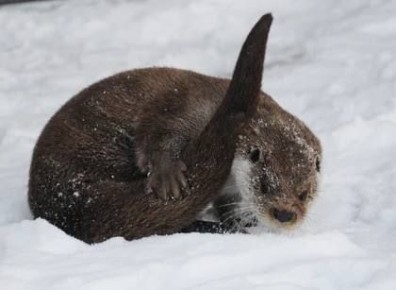 � ������� ������ ���������, ��� � ������ �������� �����, ����� � �����