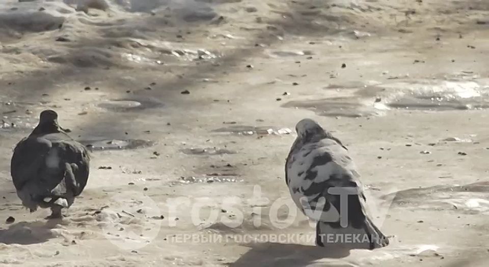 ������� ���� �� ����: �������� 600 ���������, ������ �������� 3 ��� ������