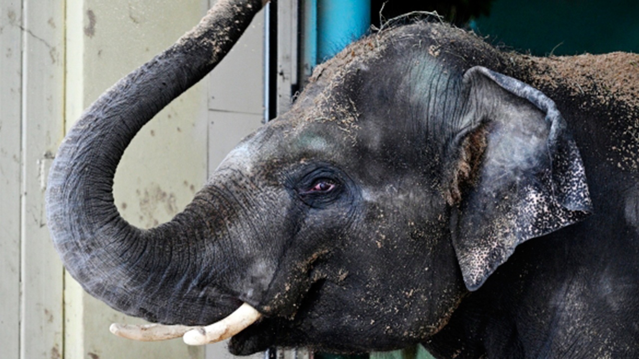 Чучело Зимы скормят слонам в ростовском зоопарке