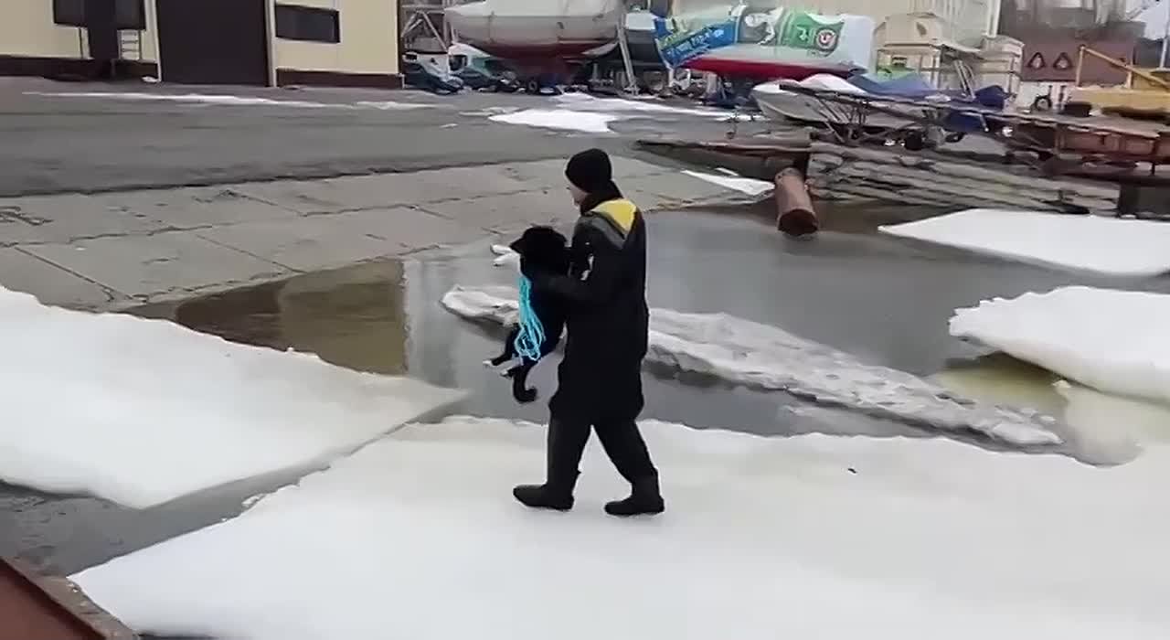 Четвероногого заложника льдины спасли в Таганроге