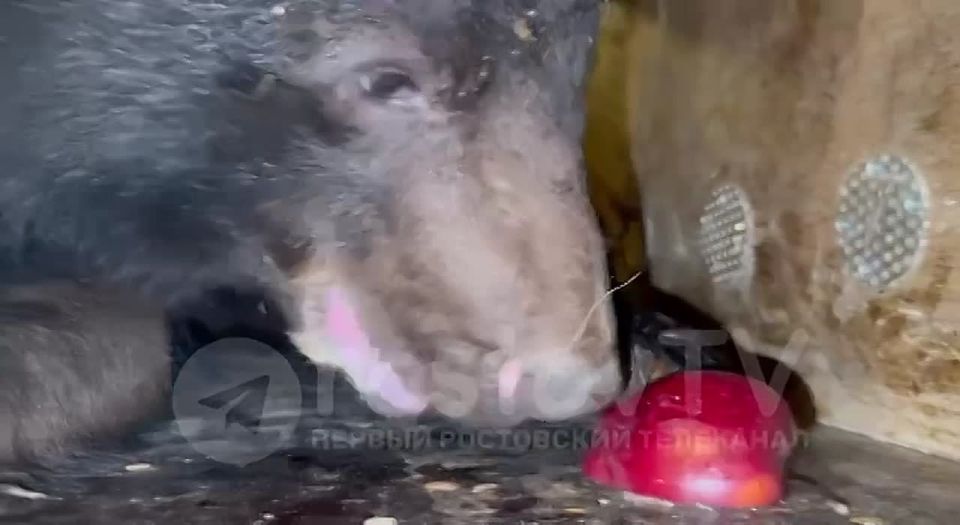 �� ������������ �� ��� ��������� ��������� ����