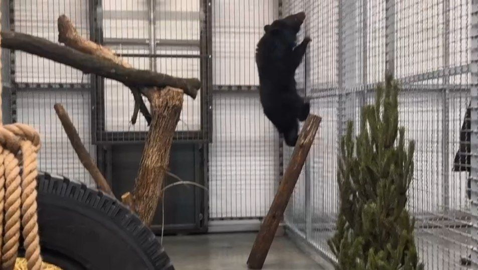 �� ����������� ���� � ����� ���� "�������" �������� ��������� � ��������� �������