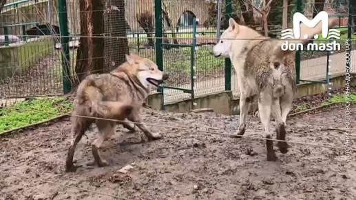 �� ���, ������, ��� ����� ��-�� ��� �� ����� � �������� ������� � 8 �����?