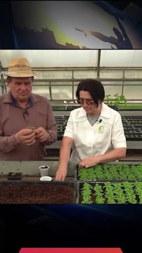 ������� �������: ���� ����������, � ���?