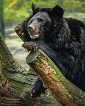 В Ростовском зоопарке сегодня проснулся гималайский медведь Андрей